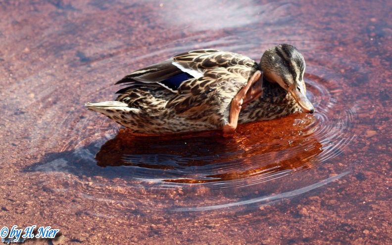 <a href='picture.php?/917/category/428'>Anas platyrhynchos - 11. Fund (Weibchen)</a> Anas platyrhynchos - 11. Fund (Weibchen)