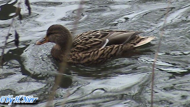 <a href='picture.php?/919/category/428'>Anas platyrhynchos - 12. Fund (Weibchen)</a> Anas platyrhynchos - 12. Fund (Weibchen)