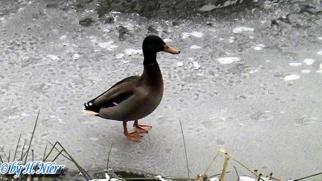 <a href='picture.php?/920/category/428'>Anas platyrhynchos - 12. Fund (Männchen)</a> Anas platyrhynchos - 12. Fund (Männchen)