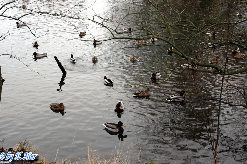 Anas_platyrhynchos_13_180