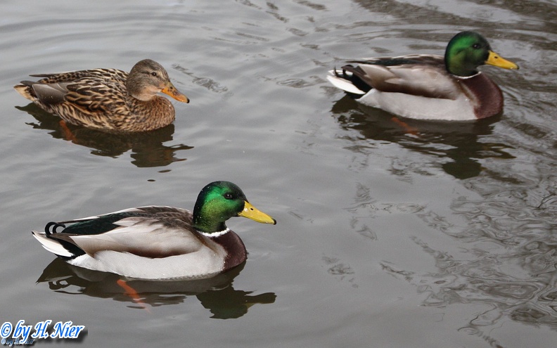 <a href='picture.php?/922/category/428'>Anas platyrhynchos - 13. Fund</a> Anas platyrhynchos - 13. Fund