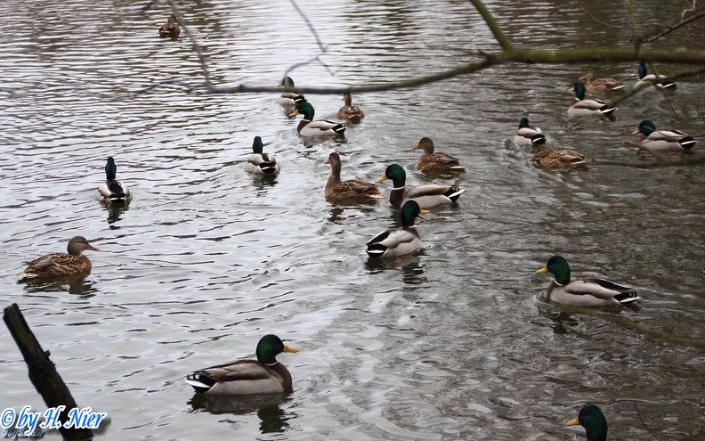 <a href='picture.php?/923/category/428'>Anas platyrhynchos - 13. Fund</a> Anas platyrhynchos - 13. Fund