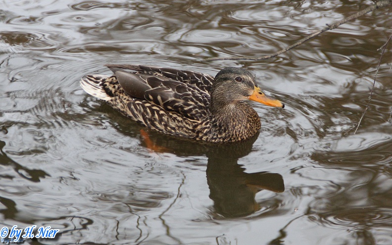 <a href='picture.php?/924/category/428'>Anas platyrhynchos - 13. Fund</a> Anas platyrhynchos - 13. Fund