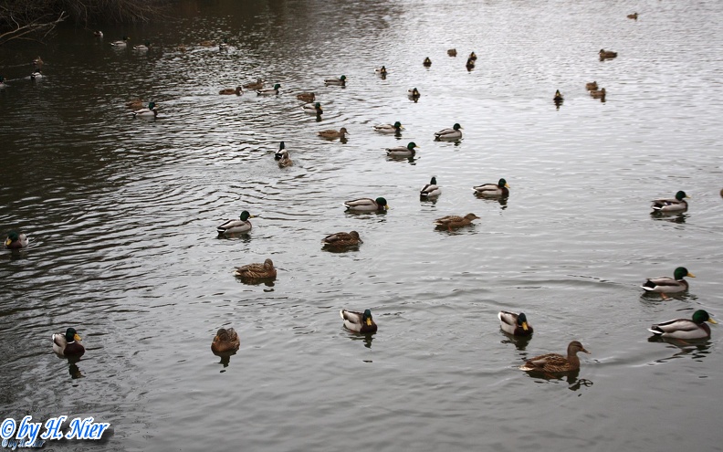 <a href='picture.php?/925/category/428'>Anas platyrhynchos - 13. Fund</a> Anas platyrhynchos - 13. Fund