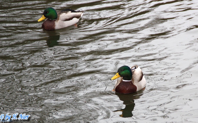 <a href='picture.php?/926/category/428'>Anas platyrhynchos - 13. Fund</a> Anas platyrhynchos - 13. Fund