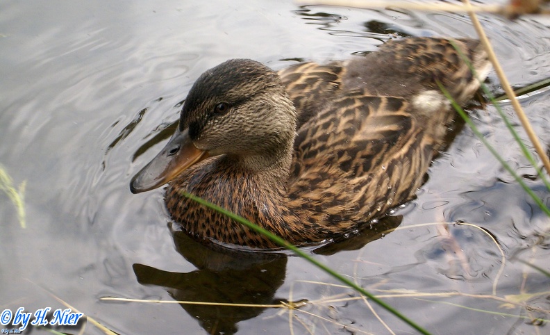 <a href='picture.php?/928/category/428'>Anas platyrhynchos - 14. Fund</a> Anas platyrhynchos - 14. Fund