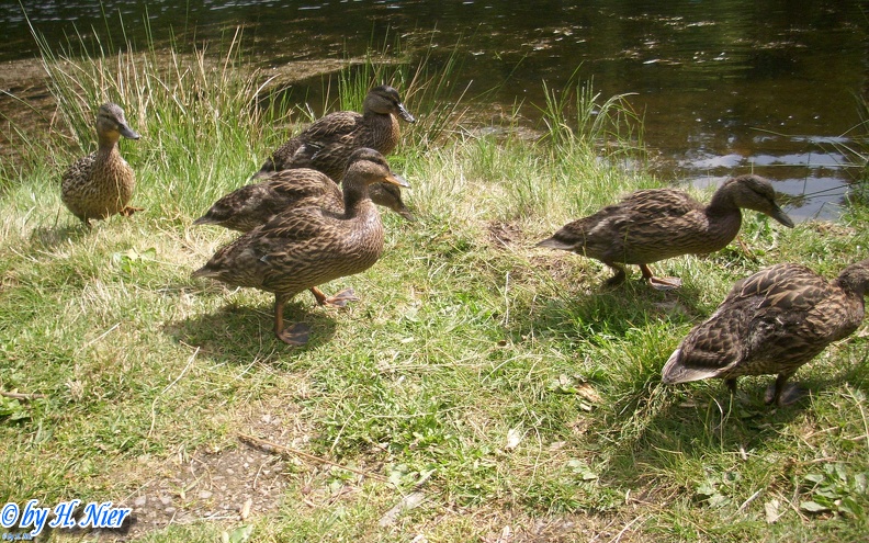 <a href='picture.php?/929/category/428'>Anas platyrhynchos - 14. Fund</a> Anas platyrhynchos - 14. Fund