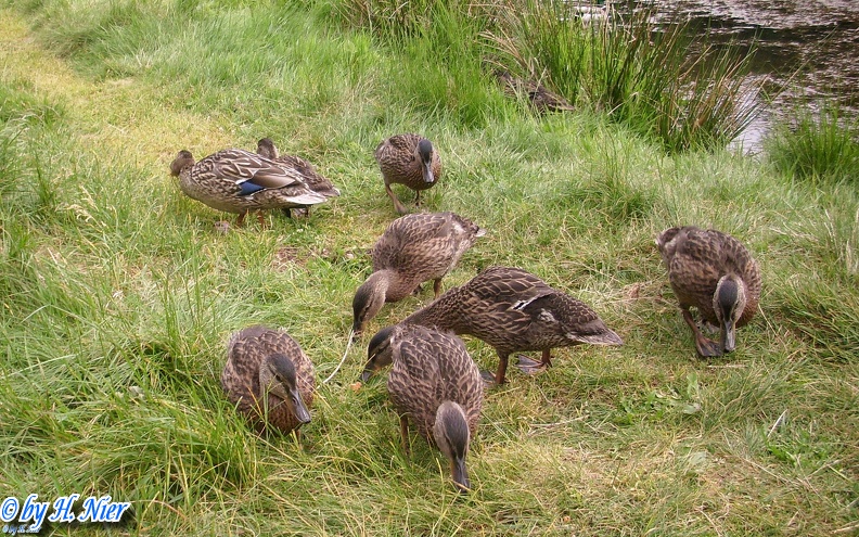 <a href='picture.php?/930/category/428'>Anas platyrhynchos - 14. Fund</a> Anas platyrhynchos - 14. Fund