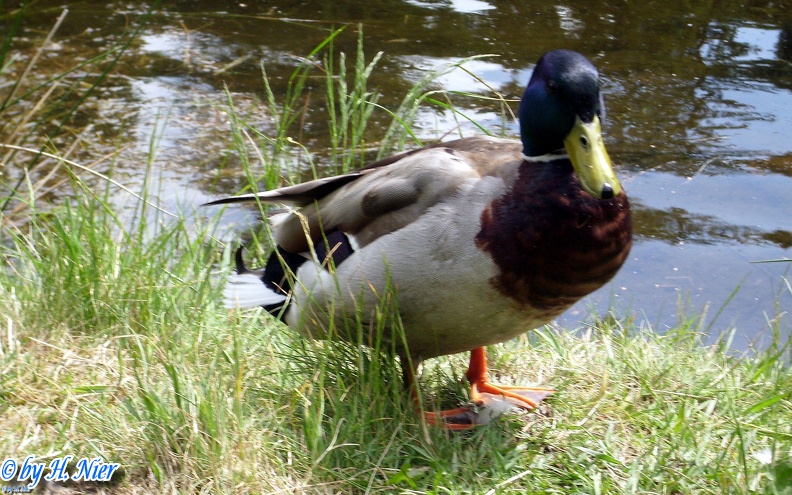 <a href='picture.php?/931/category/428'>Anas platyrhynchos - 14. Fund</a> Anas platyrhynchos - 14. Fund