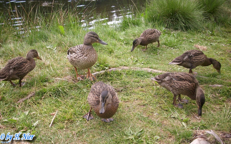 <a href='picture.php?/932/category/428'>Anas platyrhynchos - 14. Fund</a> Anas platyrhynchos - 14. Fund