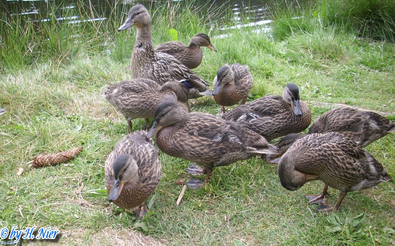 <a href='picture.php?/933/category/428'>Anas platyrhynchos - 14. Fund</a> Anas platyrhynchos - 14. Fund