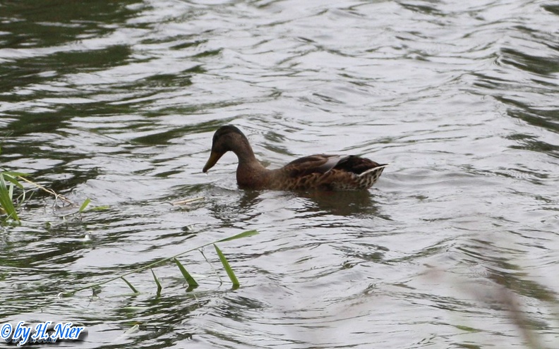 <a href='picture.php?/934/category/428'>Anas platyrhynchos - 15. Fund (Männchen) </a> Anas platyrhynchos - 15. Fund (Männchen)