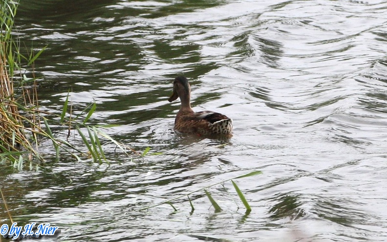 <a href='picture.php?/935/category/428'>Anas platyrhynchos - 15. Fund (Männchen) </a> Anas platyrhynchos - 15. Fund (Männchen)