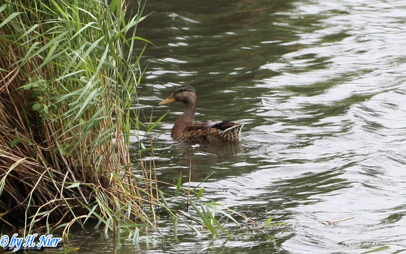 <a href='picture.php?/936/category/428'>Anas platyrhynchos - 15. Fund (Männchen) </a> Anas platyrhynchos - 15. Fund (Männchen)