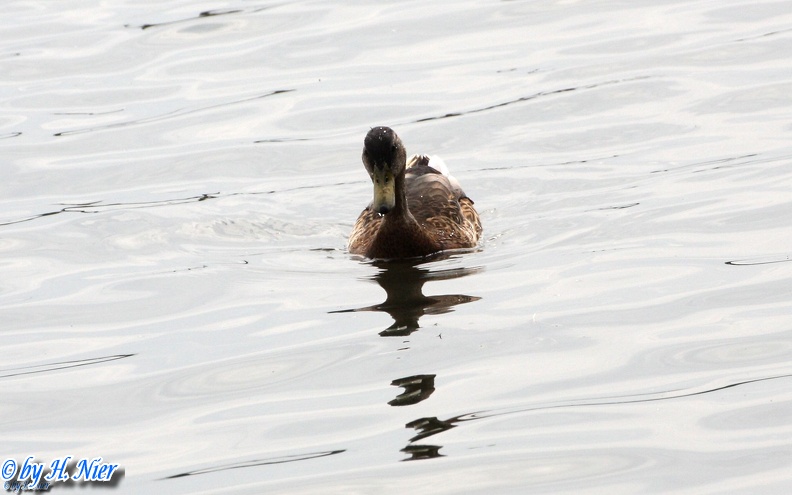 <a href='picture.php?/937/category/428'>Anas platyrhynchos - 15. Fund (Männchen) </a> Anas platyrhynchos - 15. Fund (Männchen)