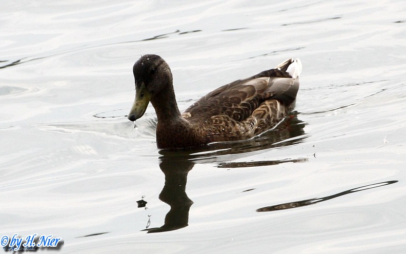 <a href='picture.php?/938/category/428'>Anas platyrhynchos - 15. Fund (Männchen) </a> Anas platyrhynchos - 15. Fund (Männchen)