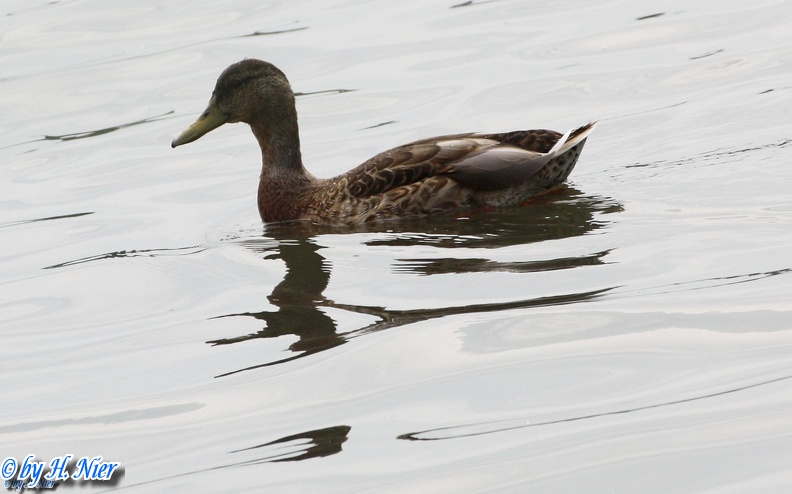 <a href='picture.php?/939/category/428'>Anas platyrhynchos - 15. Fund (Männchen) </a> Anas platyrhynchos - 15. Fund (Männchen)