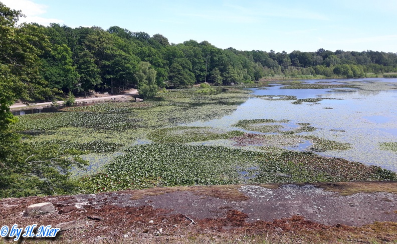 <a href='picture.php?/942/category/428'>Anas platyrhynchos - 18. Fund</a> Anas platyrhynchos - 18. Fund