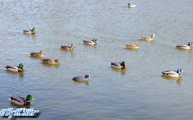 <a href='picture.php?/945/category/428'>Anas platyrhynchos - 1. Fund</a> Anas platyrhynchos - 1. Fund