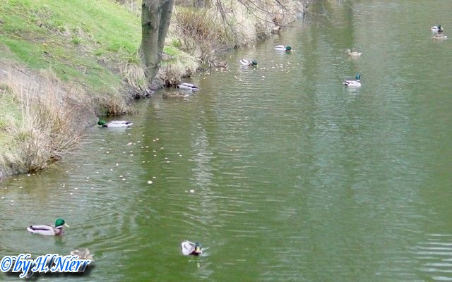 <a href='picture.php?/946/category/428'>Anas platyrhynchos - 1. Fund</a> Anas platyrhynchos - 1. Fund