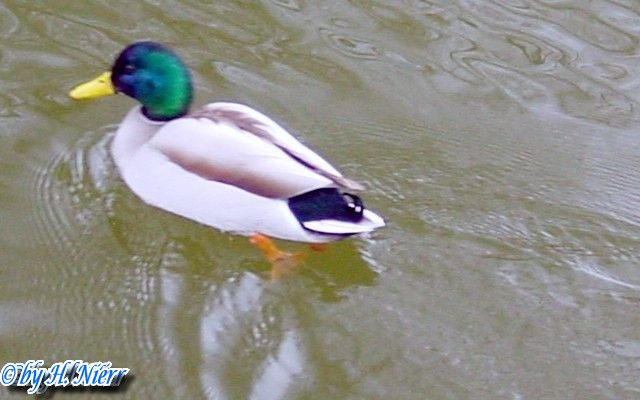 <a href='picture.php?/947/category/428'>Anas platyrhynchos - 1. Fund</a> Anas platyrhynchos - 1. Fund