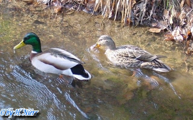 <a href='picture.php?/948/category/428'>Anas platyrhynchos - 3. Fund</a> Anas platyrhynchos - 3. Fund