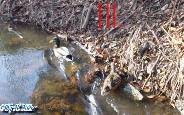 <a href='picture.php?/949/category/428'>Anas platyrhynchos - 3. Fund</a> Anas platyrhynchos - 3. Fund