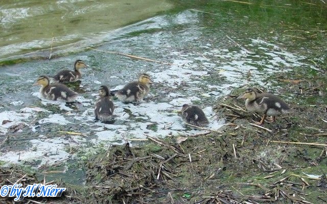 <a href='picture.php?/950/category/428'>Anas platyrhynchos - 4. Fund (Weibchen & Jungvögel)</a> Anas platyrhynchos - 4. Fund (Weibchen & Jungvögel)