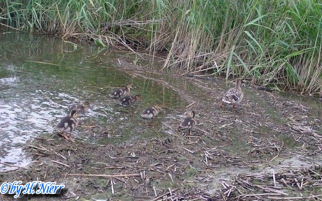 <a href='picture.php?/951/category/428'>Anas platyrhynchos - 4. Fund (Weibchen & Jungvögel)</a> Anas platyrhynchos - 4. Fund (Weibchen & Jungvögel)