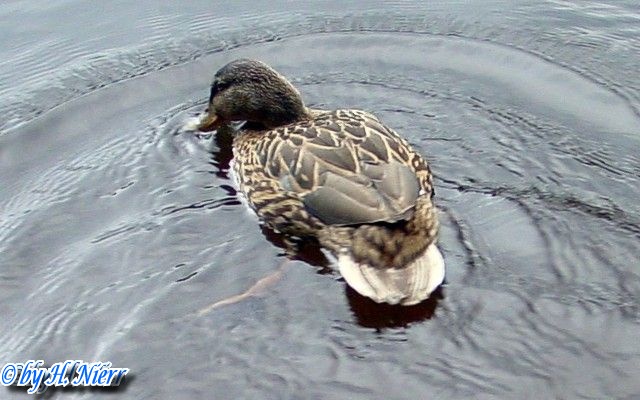 <a href='picture.php?/953/category/428'>Anas platyrhynchos - 5. Fund</a> Anas platyrhynchos - 5. Fund