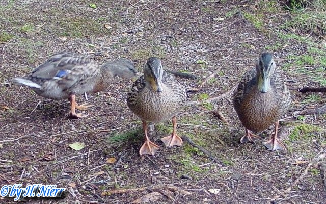 <a href='picture.php?/954/category/428'>Anas platyrhynchos - 5. Fund</a> Anas platyrhynchos - 5. Fund