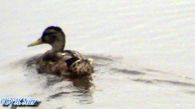 <a href='picture.php?/959/category/428'>Anas platyrhynchos - 8. Fund (Weibchen)</a> Anas platyrhynchos - 8. Fund (Weibchen)