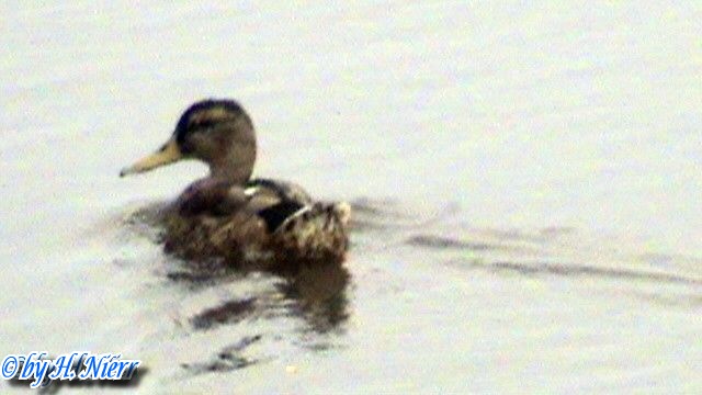 <a href='picture.php?/960/category/428'>Anas platyrhynchos - 8. Fund (Weibchen)</a> Anas platyrhynchos - 8. Fund (Weibchen)