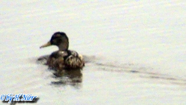 <a href='picture.php?/961/category/428'>Anas platyrhynchos - 8. Fund (Weibchen)</a> Anas platyrhynchos - 8. Fund (Weibchen)