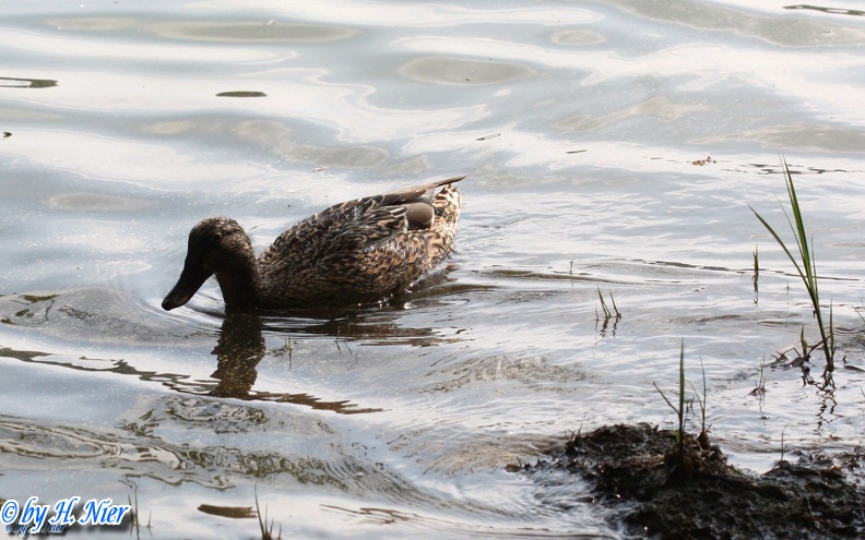 <a href='picture.php?/962/category/428'>Anas platyrhynchos - 9. Fund (Weibchen)</a> Anas platyrhynchos - 9. Fund (Weibchen)