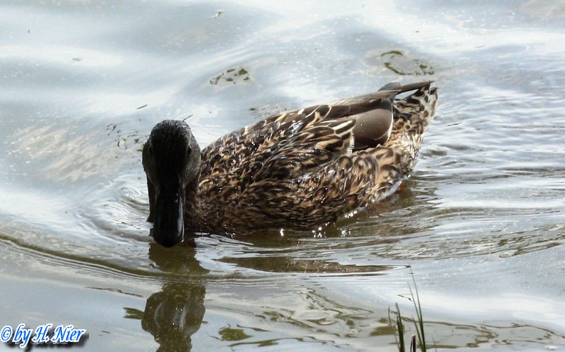 <a href='picture.php?/963/category/428'>Anas platyrhynchos - 9. Fund (Weibchen)</a> Anas platyrhynchos - 9. Fund (Weibchen)