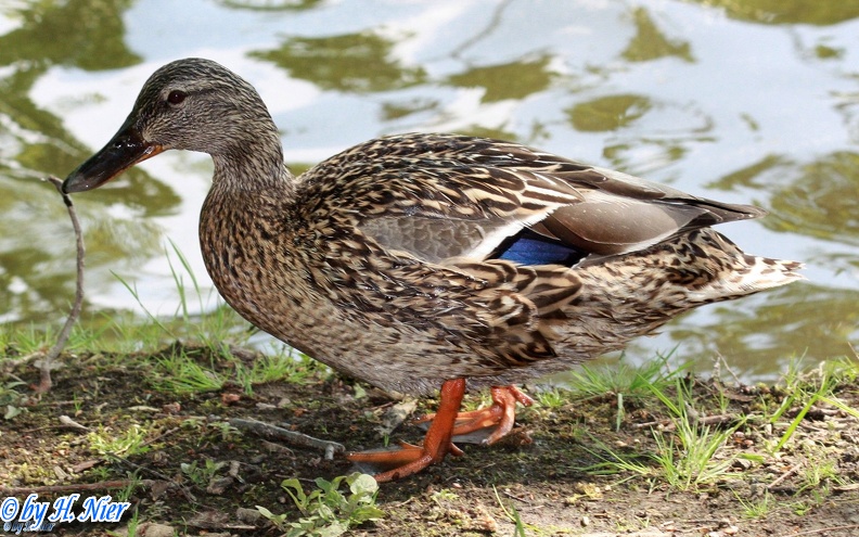 <a href='picture.php?/964/category/428'>Anas platyrhynchos - 9. Fund (Weibchen)</a> Anas platyrhynchos - 9. Fund (Weibchen)