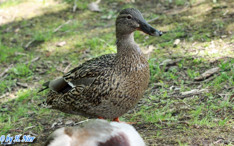 <a href='picture.php?/965/category/428'>Anas platyrhynchos - 9. Fund (Weibchen)</a> Anas platyrhynchos - 9. Fund (Weibchen)