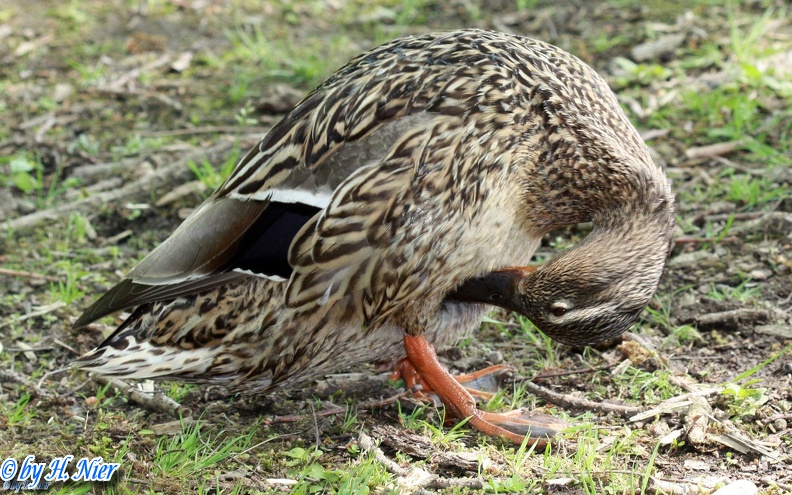 <a href='picture.php?/966/category/428'>Anas platyrhynchos - 9. Fund (Weibchen)</a> Anas platyrhynchos - 9. Fund (Weibchen)