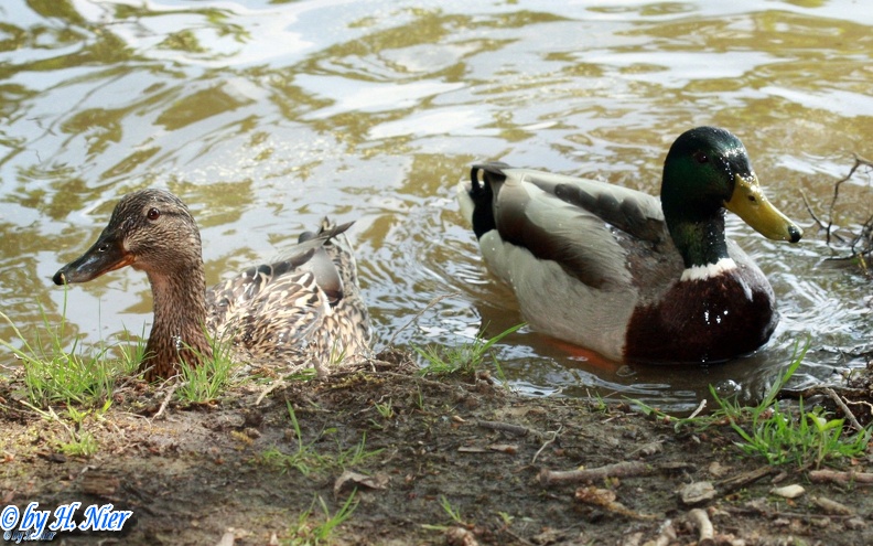 <a href='picture.php?/967/category/428'>Anas platyrhynchos - 9. Fund</a> Anas platyrhynchos - 9. Fund