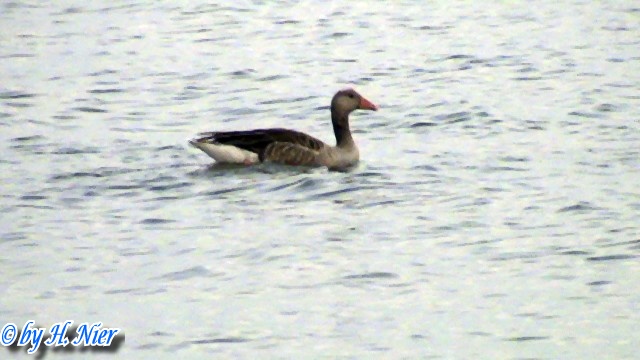 Anser anser -  1. Fund