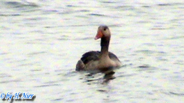 Anser anser -  1. Fund