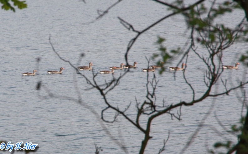 Anser anser -  4. Fund