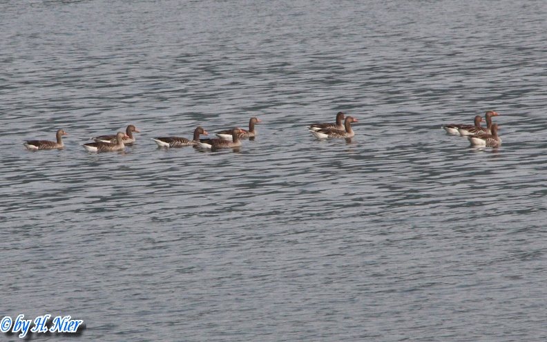 Anser anser -  4. Fund