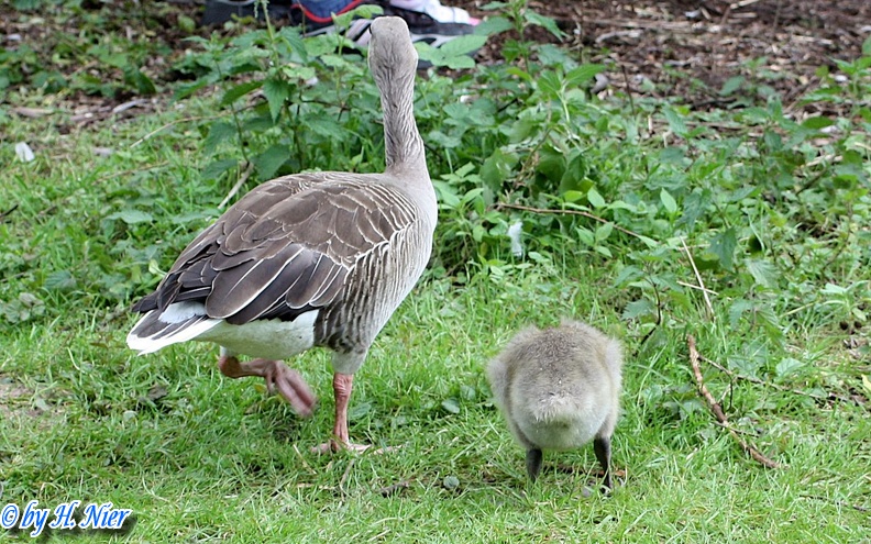 Anser anser -  5. Fund