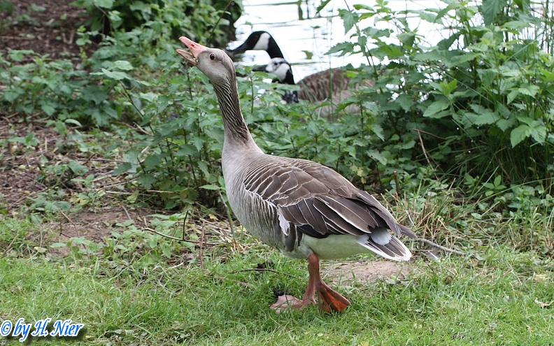 Anser anser -  5. Fund