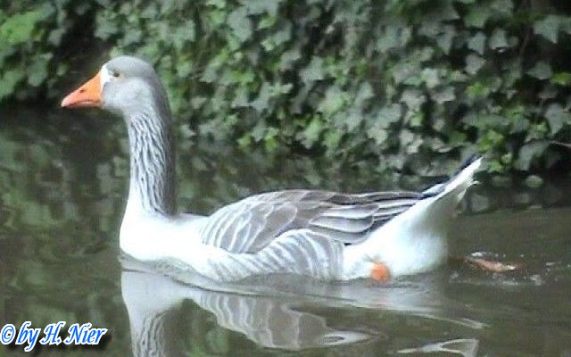 Anser anser domesticus -  1. Fund