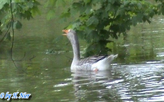 Anser anser domesticus -  1. Fund