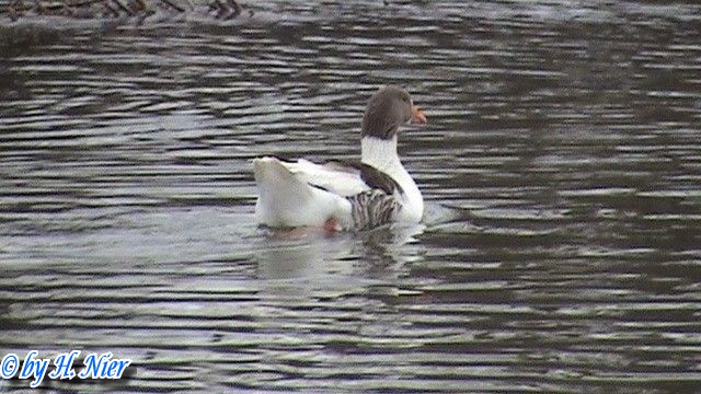 Anser anser domesticus -  2. Fund