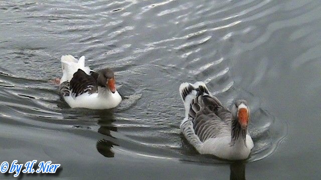 Anser anser domesticus -  2. Fund